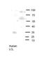 Oligodendrocyte Transcription Factor 2 antibody, ARP31464_P050, Aviva Systems Biology, Western Blot image 