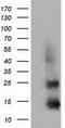 Follicle Stimulating Hormone Subunit Beta antibody, TA501603S, Origene, Western Blot image 