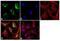 58K Golgi protein antibody, 710856, Invitrogen Antibodies, Immunofluorescence image 