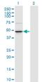 TRNA Nucleotidyl Transferase 1 antibody, H00051095-M01, Novus Biologicals, Western Blot image 