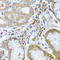 Wnt Family Member 9A antibody, A07111, Boster Biological Technology, Immunohistochemistry frozen image 