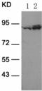Ribosomal Protein S6 Kinase A1 antibody, TA323474, Origene, Western Blot image 