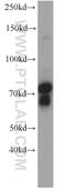 Sortilin Related VPS10 Domain Containing Receptor 1 antibody, 18839-1-AP, Proteintech Group, Western Blot image 