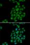 Phospholipid Scramblase 1 antibody, PA5-77045, Invitrogen Antibodies, Immunofluorescence image 