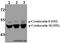 Keratin 18 antibody, A01357S52, Boster Biological Technology, Western Blot image 