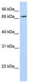 E3 ubiquitin-protein ligase RNF139 antibody, TA329812, Origene, Western Blot image 