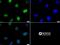 Histone Cluster 2 H3 Family Member D antibody, NB21-1051, Novus Biologicals, Immunofluorescence image 
