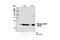 Heat Shock Protein Family B (Small) Member 1 antibody, 9709P, Cell Signaling Technology, Western Blot image 