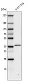 IBP-8 antibody, AMAb91366, Atlas Antibodies, Western Blot image 