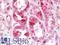 Cystatin C antibody, LS-B10623, Lifespan Biosciences, Immunohistochemistry paraffin image 