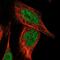 Zinc Finger Protein 577 antibody, NBP2-31013, Novus Biologicals, Immunofluorescence image 
