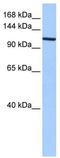 Exportin 1 antibody, TA345837, Origene, Western Blot image 