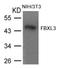 F-box/LRR-repeat protein 3 antibody, AP26069PU-N, Origene, Western Blot image 