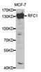 Replication factor C subunit 1 antibody, MBS127227, MyBioSource, Western Blot image 