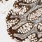 Plexin A1 antibody, NBP1-82544, Novus Biologicals, Immunohistochemistry frozen image 