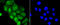 Yes Associated Protein 1 antibody, 13-985, ProSci, Immunofluorescence image 