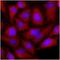 Ornithine aminotransferase, mitochondrial antibody, NBP1-49312, Novus Biologicals, Immunofluorescence image 