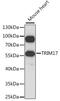 Tripartite Motif Containing 17 antibody, 16-268, ProSci, Western Blot image 