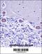 KDEL Endoplasmic Reticulum Protein Retention Receptor 2 antibody, 57-940, ProSci, Immunohistochemistry frozen image 