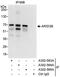 AT-rich interactive domain-containing protein 3B antibody, A302-563A, Bethyl Labs, Immunoprecipitation image 