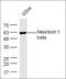 Myelin gene regulatory factor antibody, orb157899, Biorbyt, Western Blot image 
