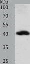 Wnt Family Member 9A antibody, TA321576, Origene, Western Blot image 
