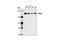 mDIA1 antibody, 5486S, Cell Signaling Technology, Western Blot image 