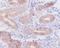 Hyaluronan And Proteoglycan Link Protein 1 antibody, M05980, Boster Biological Technology, Immunohistochemistry frozen image 