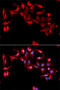 Glycoprotein IX Platelet antibody, 19-623, ProSci, Immunofluorescence image 
