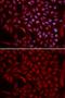 Cullin 5 antibody, GTX33130, GeneTex, Immunofluorescence image 