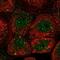 Enhancer Of MRNA Decapping 4 antibody, NBP2-13944, Novus Biologicals, Immunofluorescence image 