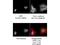 Ring Finger Protein 2 antibody, NBP1-77826, Novus Biologicals, Immunofluorescence image 