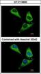 Rho GTPase Activating Protein 15 antibody, GTX119660, GeneTex, Immunocytochemistry image 