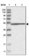DEAD-Box Helicase 56 antibody, NBP1-80990, Novus Biologicals, Western Blot image 