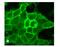 Dopamine Receptor D1 antibody, 702593, Invitrogen Antibodies, Immunofluorescence image 