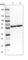 LUC7L3 antibody, HPA018484, Atlas Antibodies, Western Blot image 