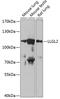Lethal(2) giant larvae protein homolog 2 antibody, 14-919, ProSci, Western Blot image 