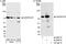 DFS70 antibody, A300-848A, Bethyl Labs, Immunoprecipitation image 