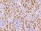 LDL Receptor Related Protein 2 antibody, 105937-T08, Sino Biological, Immunohistochemistry paraffin image 