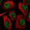 Translocase Of Inner Mitochondrial Membrane 50 antibody, HPA056448, Atlas Antibodies, Immunofluorescence image 