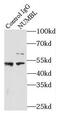 NUMBL antibody, FNab05917, FineTest, Immunoprecipitation image 