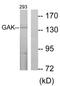 Cyclin G Associated Kinase antibody, AP33290PU-N, Origene, Western Blot image 