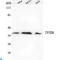 General Transcription Factor IIB antibody, LS-C813129, Lifespan Biosciences, Western Blot image 