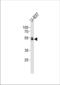 Aml1 antibody, TA324734, Origene, Western Blot image 