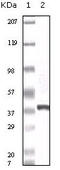 Calcyclin Binding Protein antibody, M04327, Boster Biological Technology, Western Blot image 