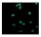 Patched 2 antibody, A06375-1, Boster Biological Technology, Immunofluorescence image 