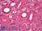 Calmodulin antibody, LS-B6552, Lifespan Biosciences, Immunohistochemistry frozen image 