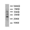 Aquaporin-8 antibody, orb47978, Biorbyt, Western Blot image 