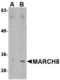  antibody, MBS150557, MyBioSource, Western Blot image 