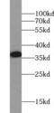 Survival motor neuron protein antibody, FNab08033, FineTest, Western Blot image 